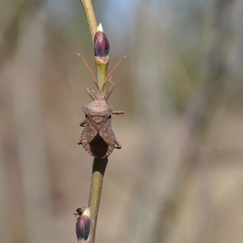 Coreus marginatus