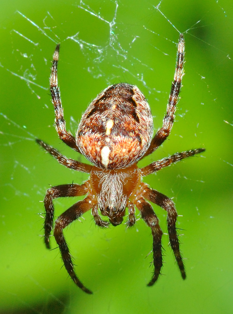 Araneus_diadematus_(aka)