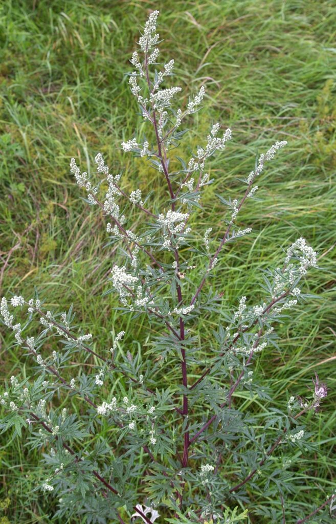ArtemisiaVulgaris