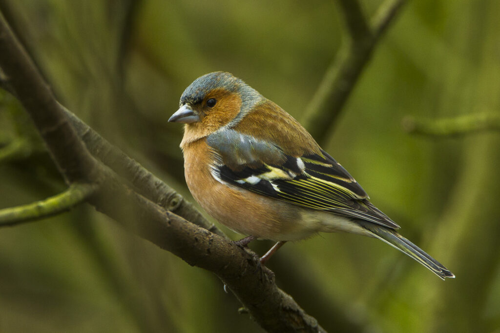 Chaffinch_-_Italy_S4E3792_(23051118261)