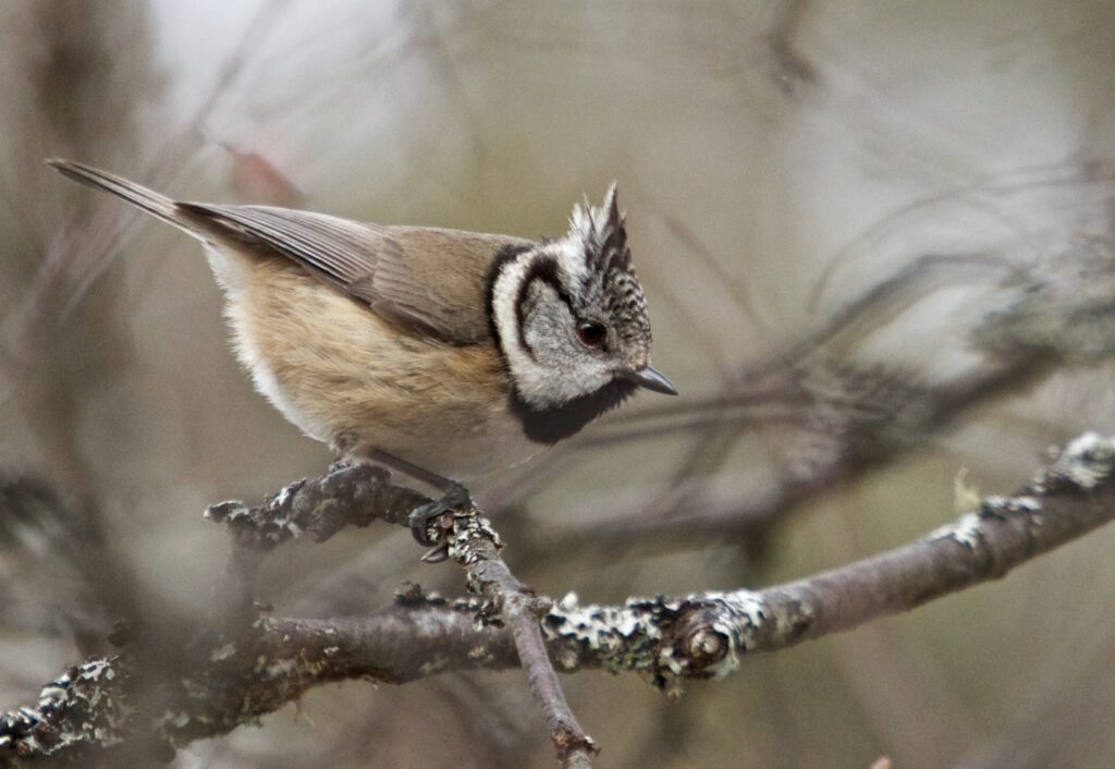 Crested_tit_(8750219915)