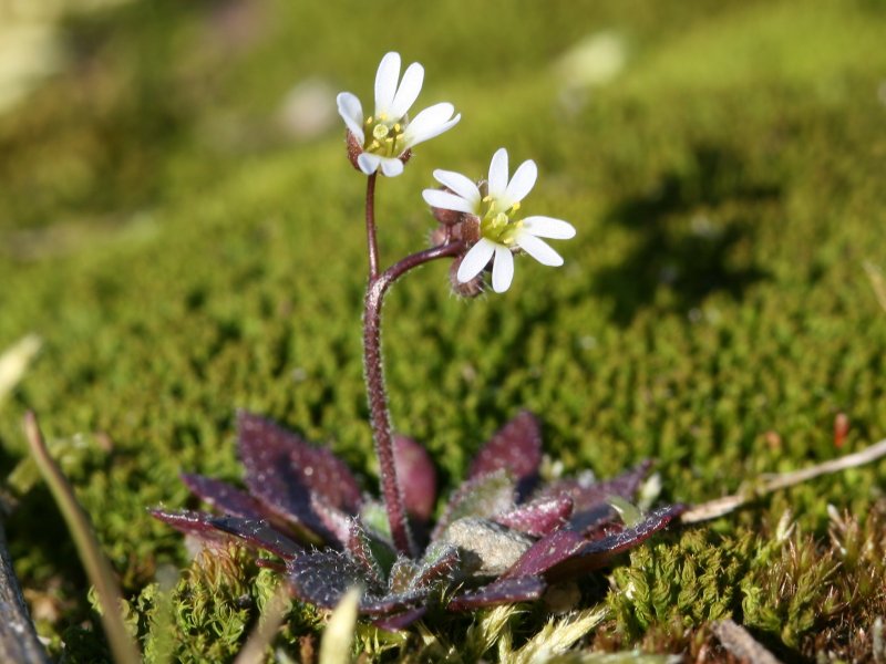 Erophila_verna