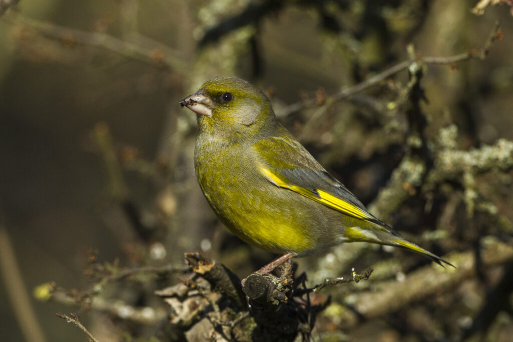 European_Greenfinch_-_Italy_S4E5435_(23013963086)