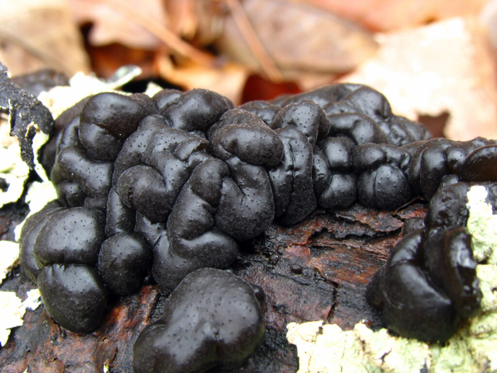 Exidia_glandulosa_74739