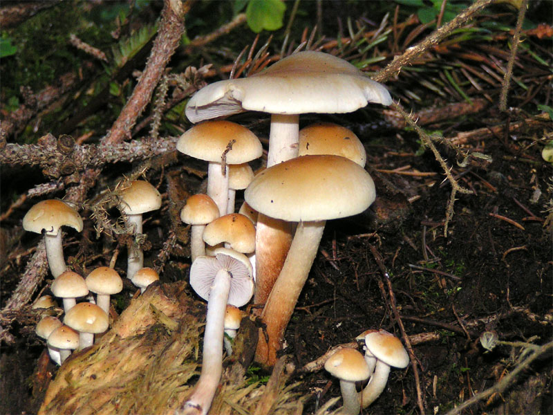 Hypholoma_capnoides