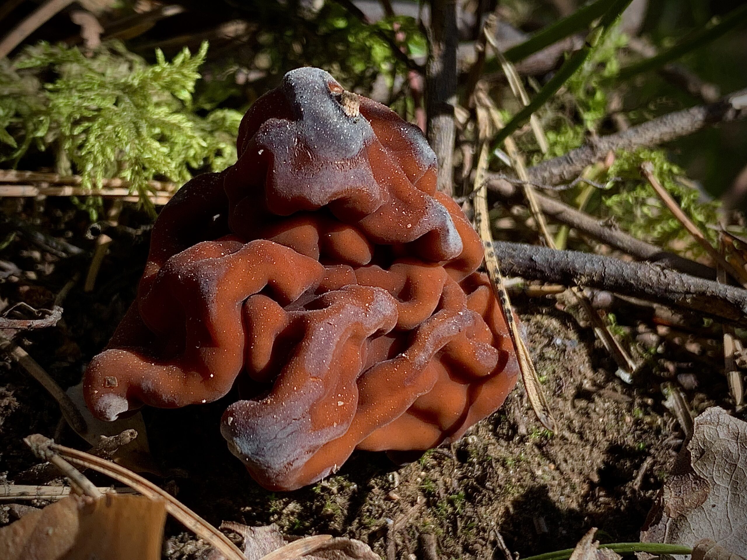 Stenmurkla