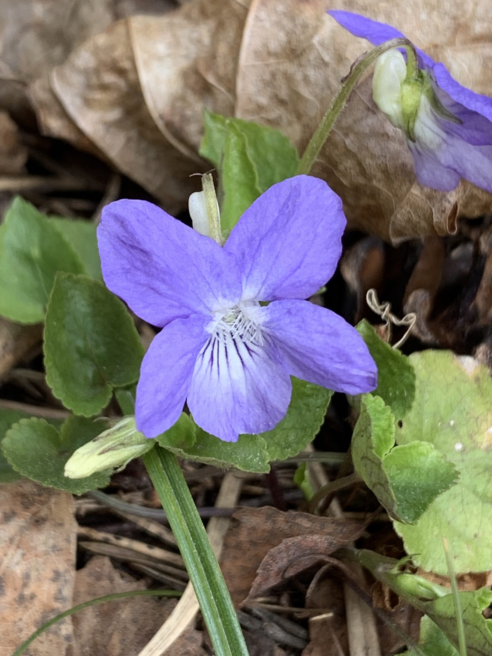 Skogsviol