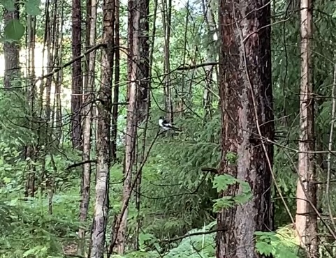 Svartvit flugsnappare