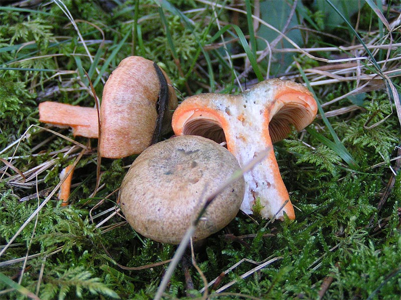 Lactarius_quieticolor_2004-09-18