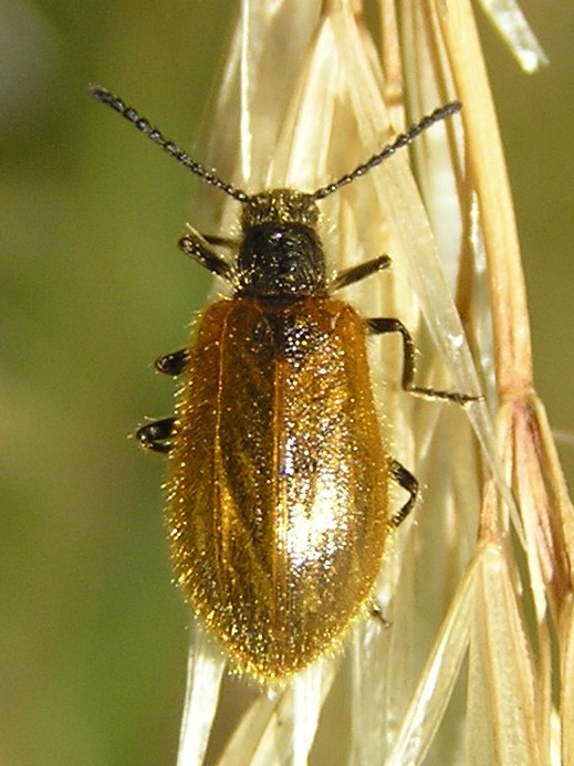 Lagria_hirta_1_bialowieza_beentree
