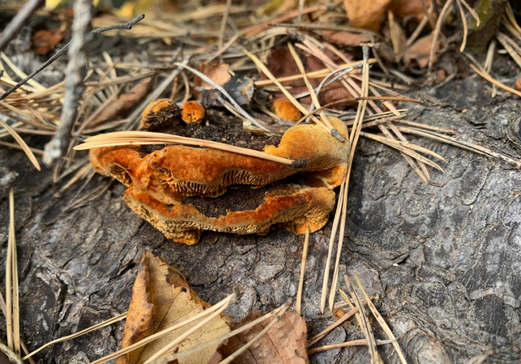Vedmussling