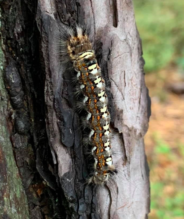 Munkfly larv