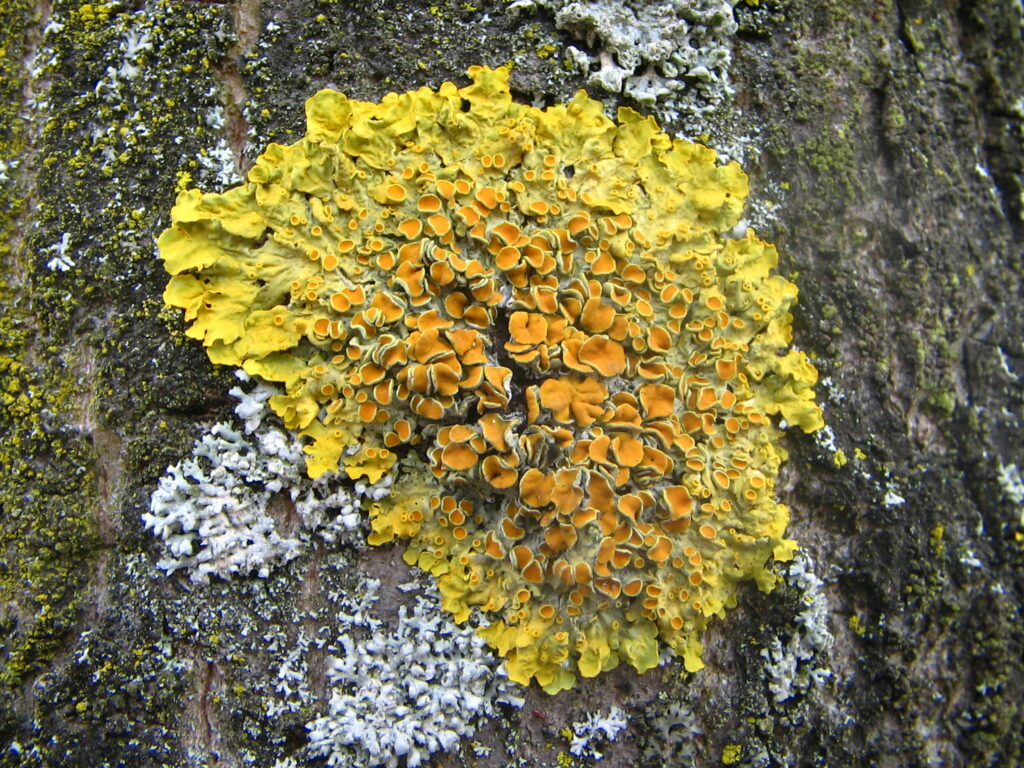 Xanthoria_parietina_(06_03_31)