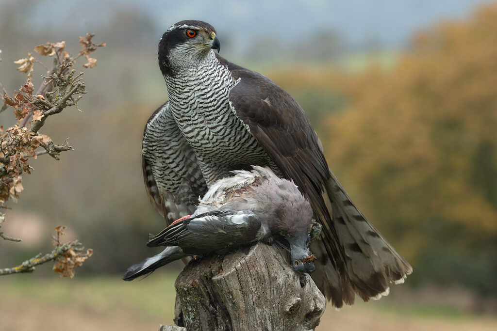 Accipiter_gentilis_by_Iosto_Doneddu