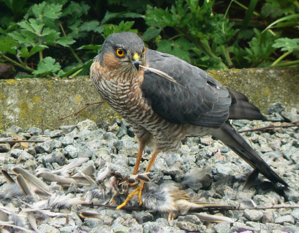 Accipiter_nisus_kill