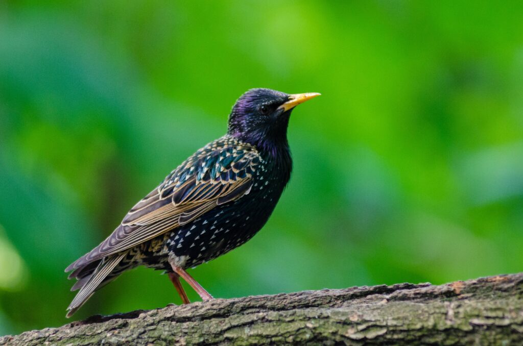 Bird_(26576011703)