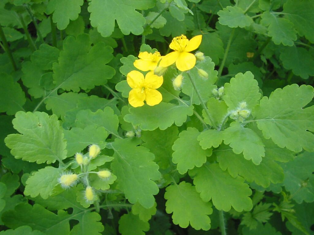 Chelidonium_majus_bgiu